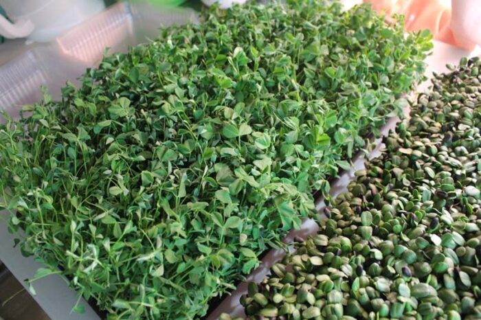 Pea Microgreens Growing Tray Gregs Gourmet Greens Order Online