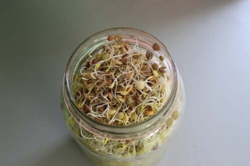Top View Protein Power Mix Sprouts