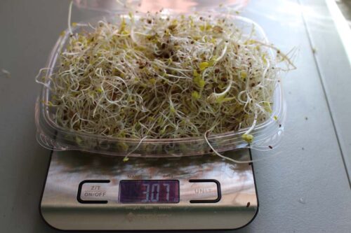 3 Part Salad Mix Sprouts Clear Clamshell