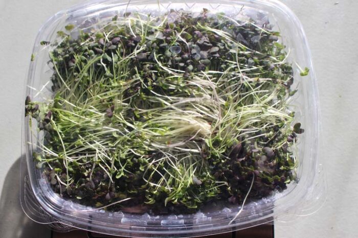 Clear Clamshell Spicy Mustard Microgreens