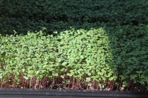 Arugula Microgreens Growing Tray
