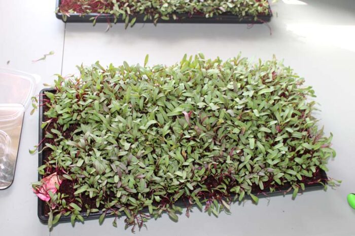 Tray View Red Beet Microgreens Gregs Gourmet Greens Poncha Springs CO