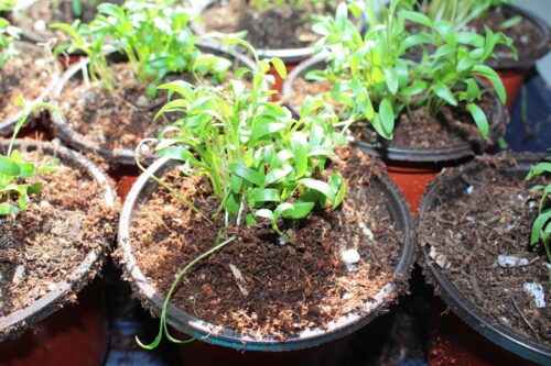 Cilantro Live Plants Herb Gardens Gregs Gourmet Greens Poncha Springs CO