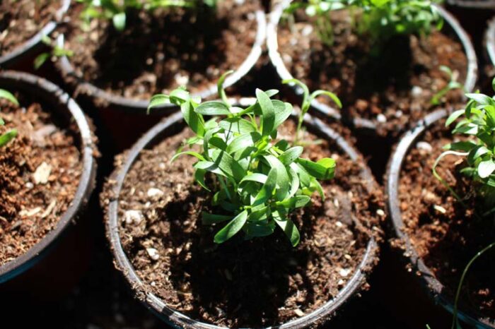 Cilantro Live Plants Gregs Gourmet Greens Herb Plants